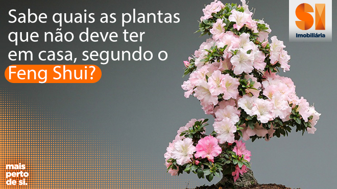 Sabe quais as plantas que não deve ter em casa, segundo o Feng Shui?